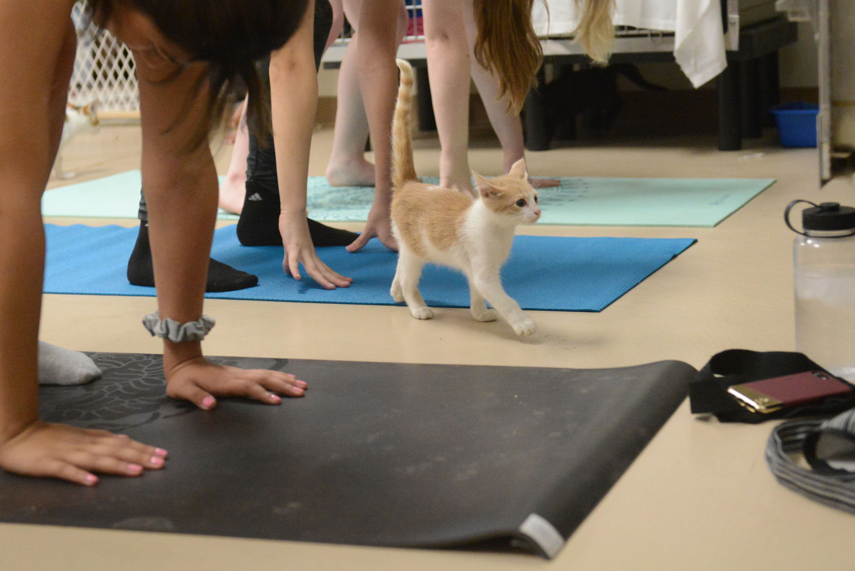 Cat Yoga at Aggieland Humane Society